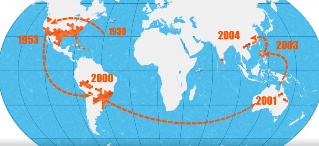 红火蚁咬伤人事件,小孩被红火蚁咬死亡
