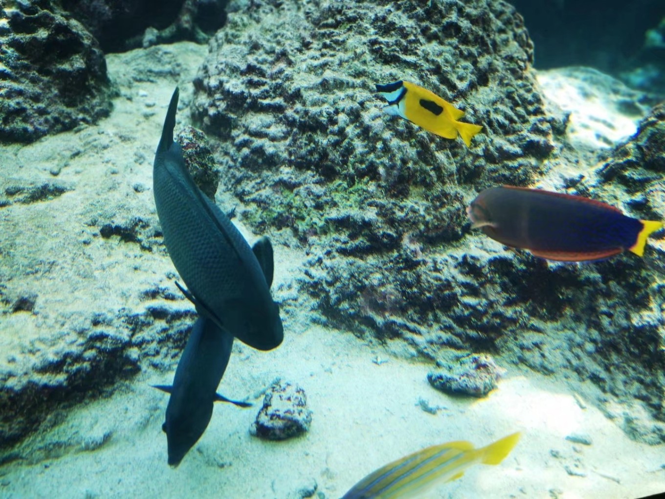 暑期档2019年,2019年暑期档