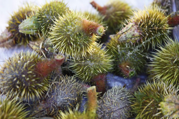 100种野菜大全图解,认识100种野菜视频大全完整版