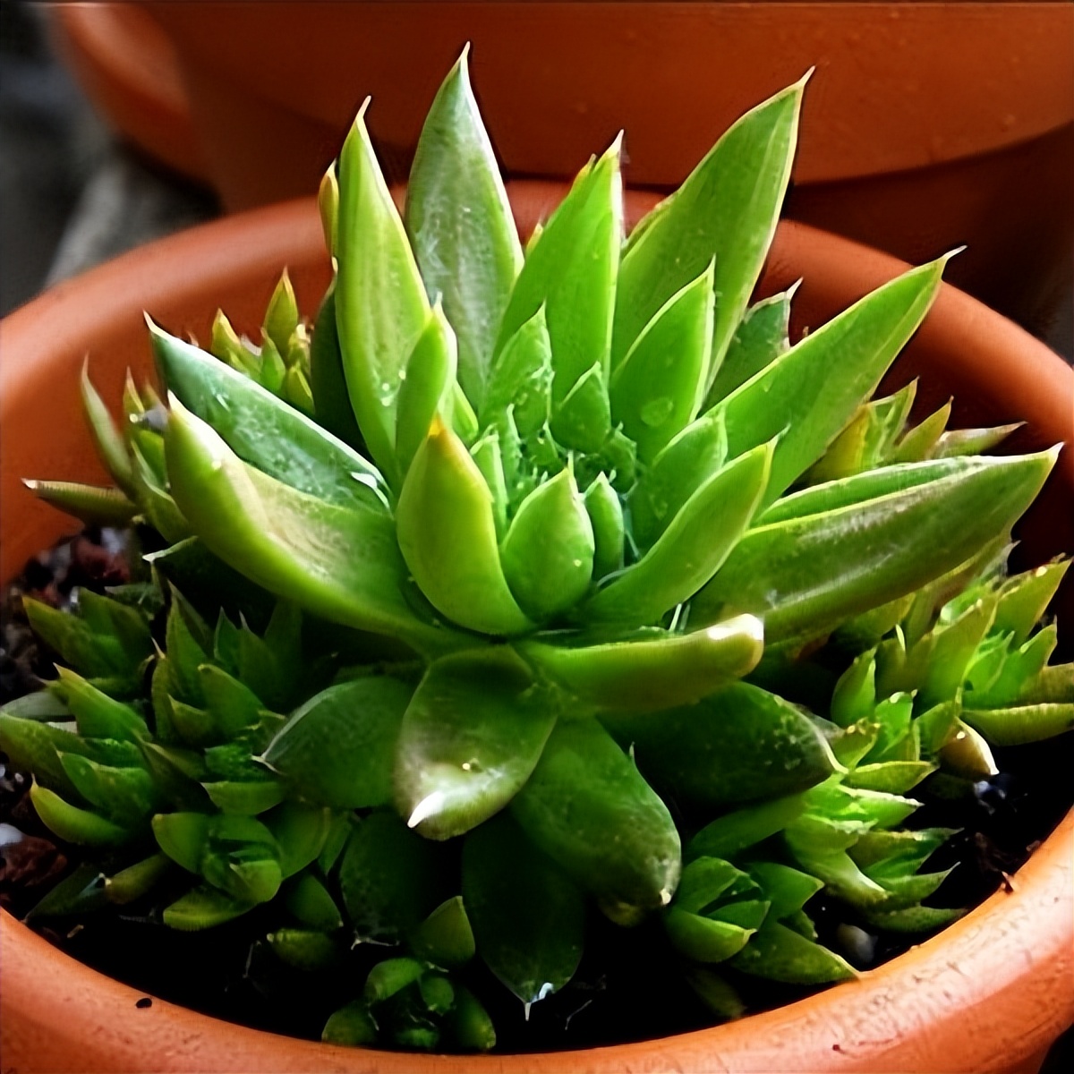 102个大类近500个多肉植物图片，都极其美丽，建议在家中也养一盆