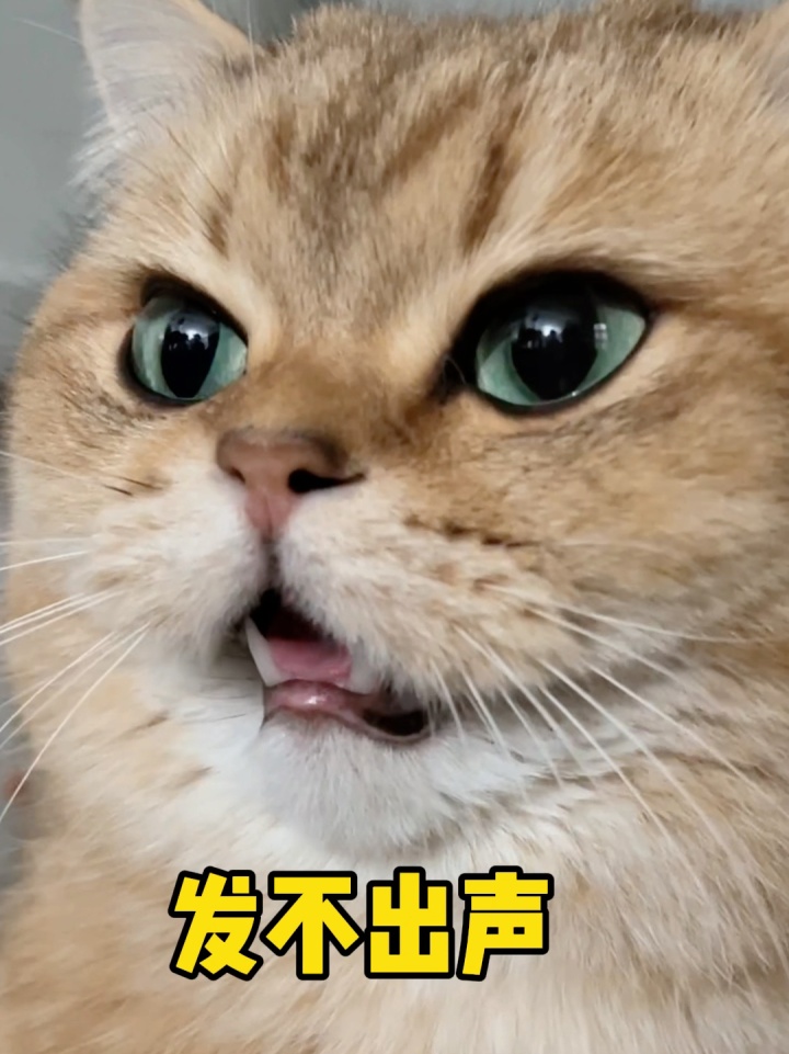 猫咪好好的为什么突然应激,猫咪好好的为什么会突然大喘气