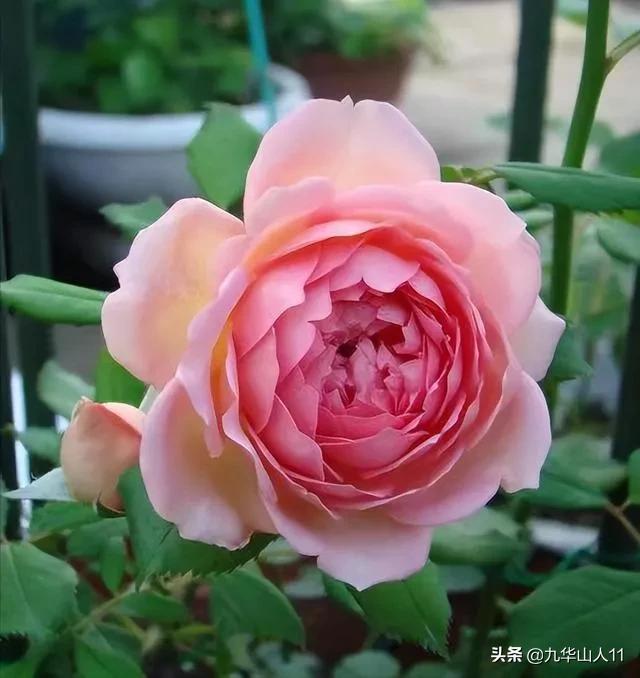 大花浓香勤花的月季品种,大花月季品种介绍大全图片及价格