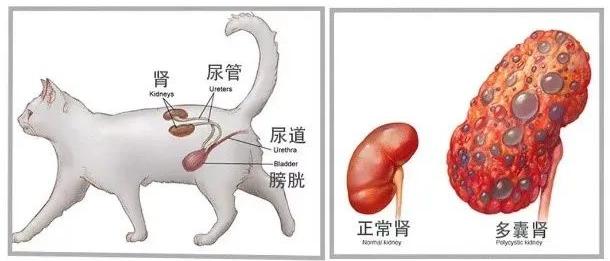 猫多囊肾最严重的后果,猫多囊肾科普