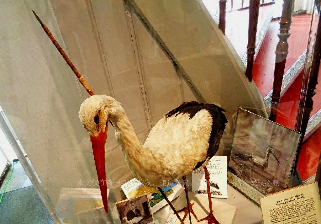 活久见：贵妇的“吸乳器”，阴道里长“牙齿”