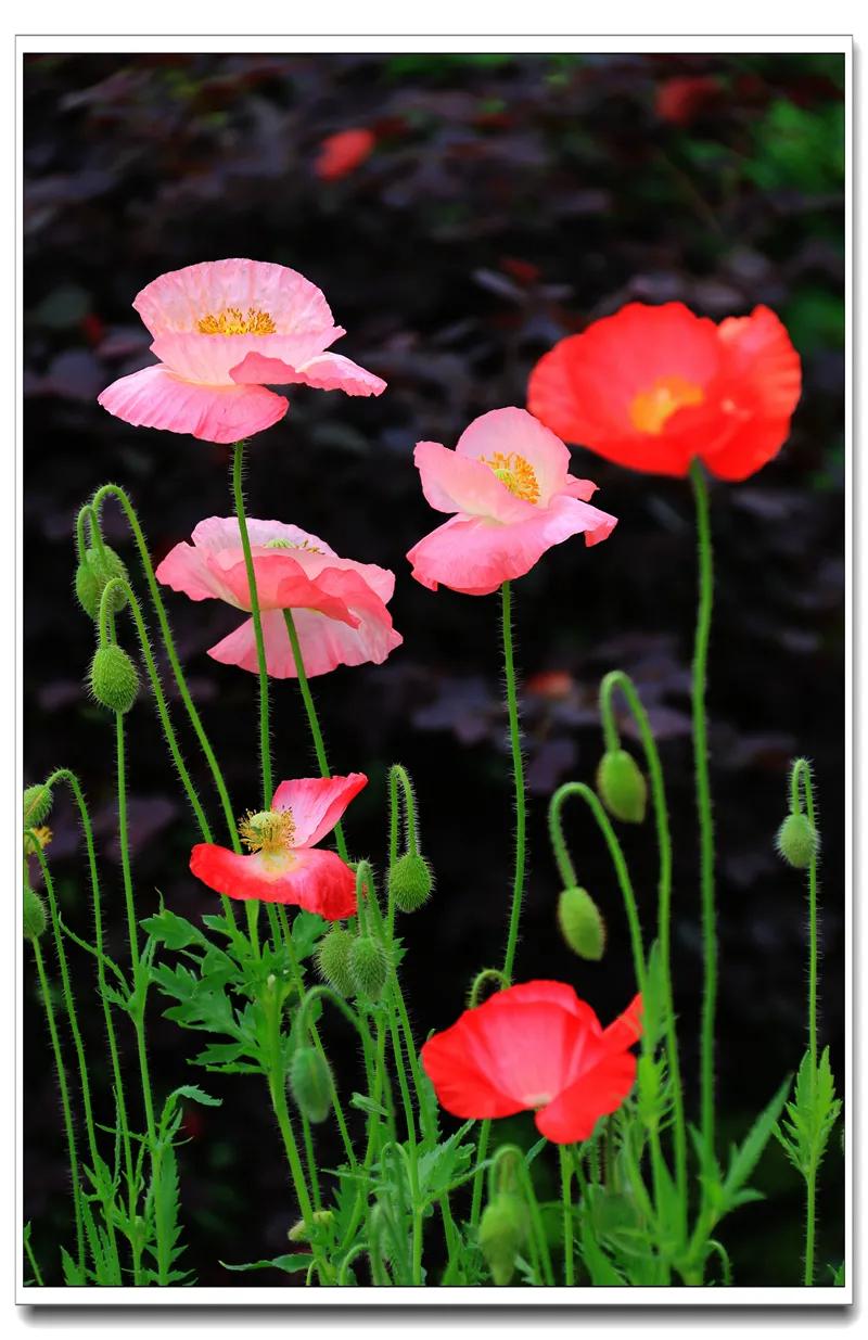 虞美人真的那么好用吗,虞美人香味好闻吗