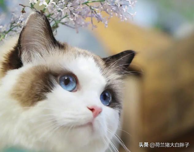 短毛猫和长毛猫哪个掉毛严重点,长毛猫和短毛猫哪个容易掉毛