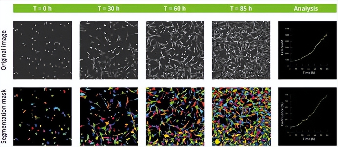昆明纳瑞丨「Nanolive」在群体水平上描述单个细胞的特征