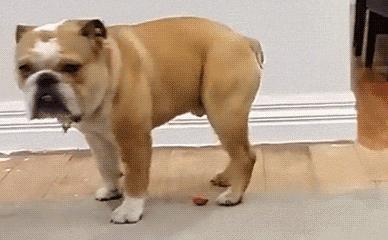 玫斯科普丨冬奥憾失第三金却是爱狗天花板?教你预防“骨科病”