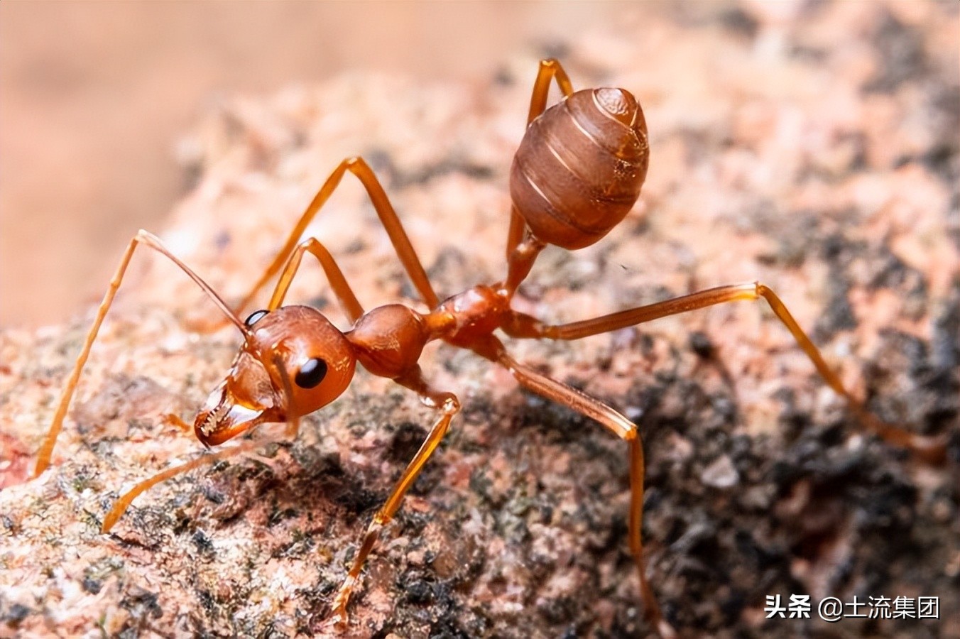 红火蚁的最大克星,红火蚁pk红火蚁克星