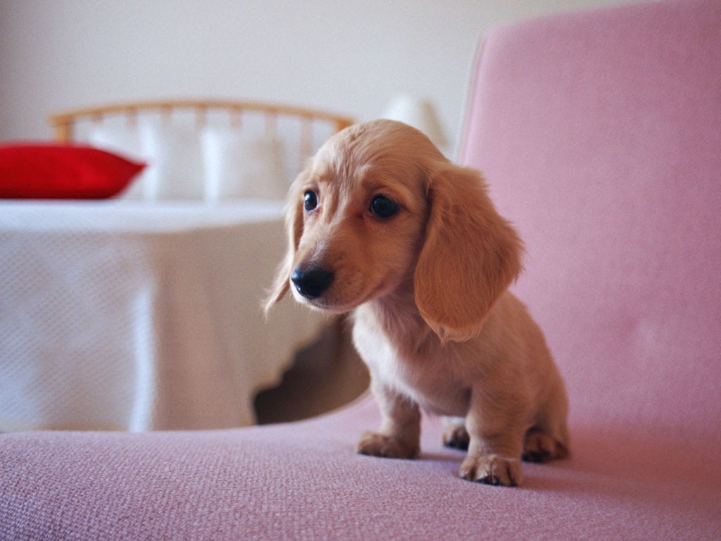 狗狗乱咬东西怎么纠正视频,比熊狗狗老是乱咬东西怎么办