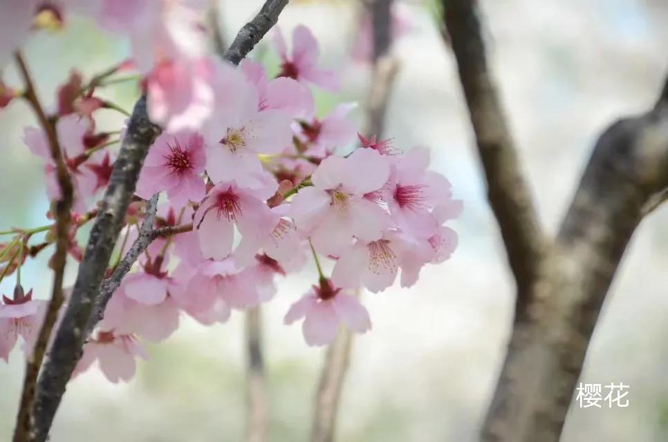 100种花草图片欣赏,50种花草图片大全