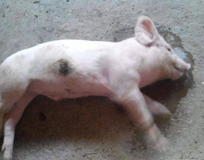 猪传染性胃肠炎腹泻活疫苗,猪流行性腹泻的解决方法