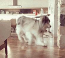 为什么阿拉斯加很少养,阿拉斯加雪橇犬有什么优点