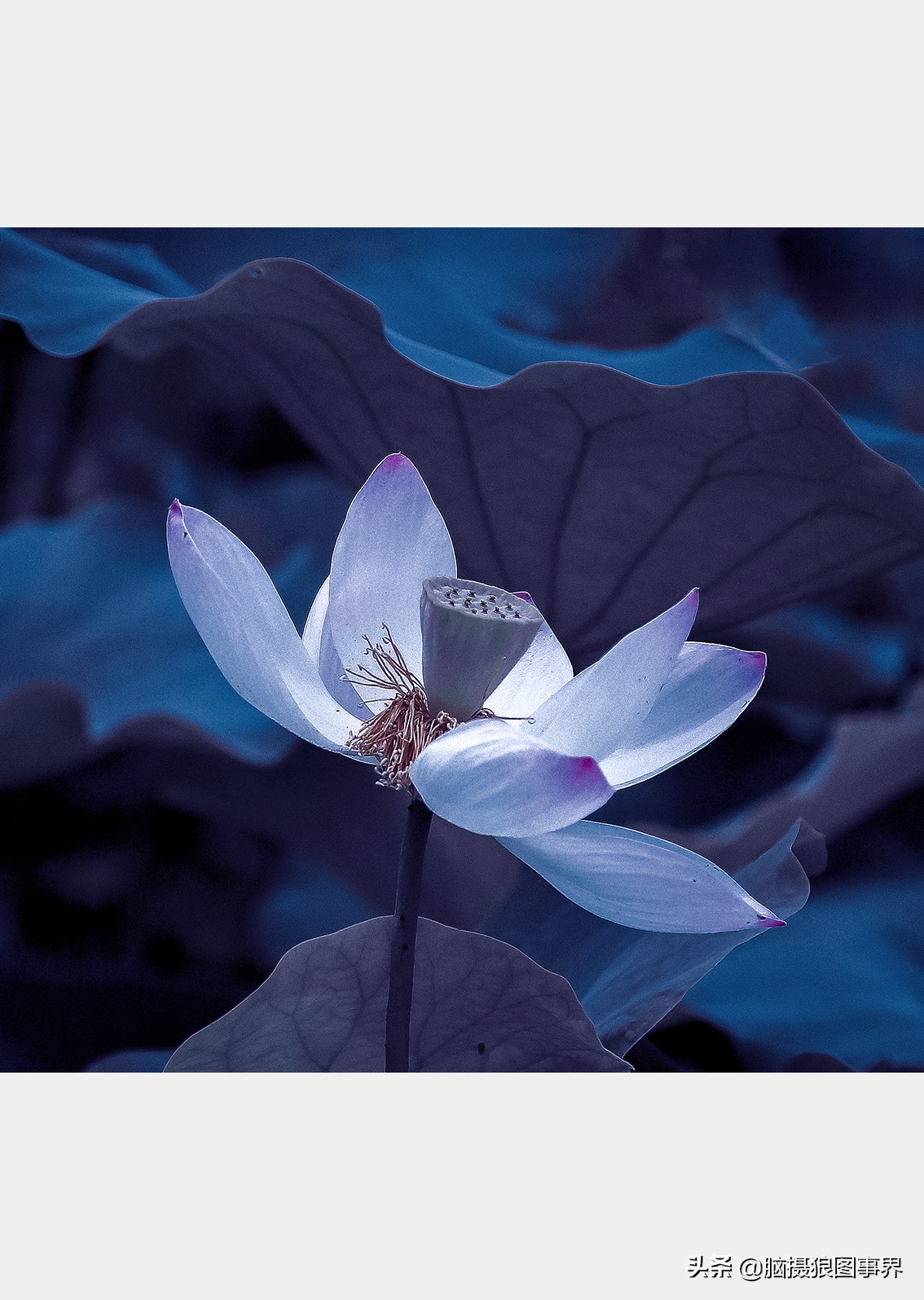 掌握的20个摄影构图法,拍摄照片常用的四种构图是哪几个