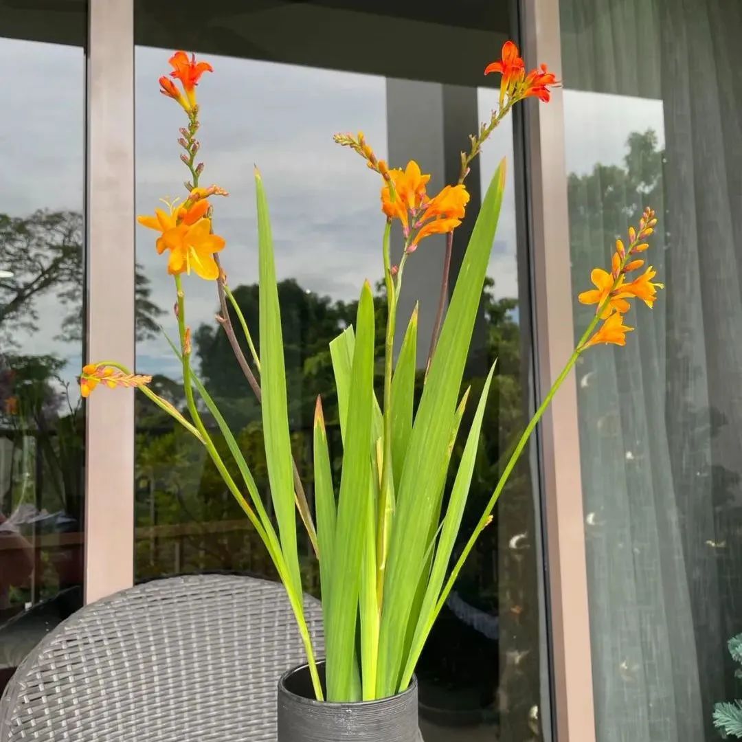 鲜花在水里能养几天会死,新加坡盆栽花卉怎么养