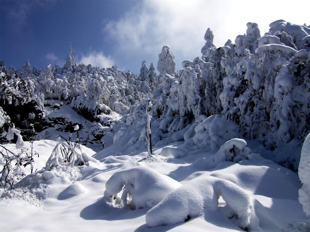 见过这么美丽的峨眉山雪景吗,峨眉山雪后美景简直就是人间仙境