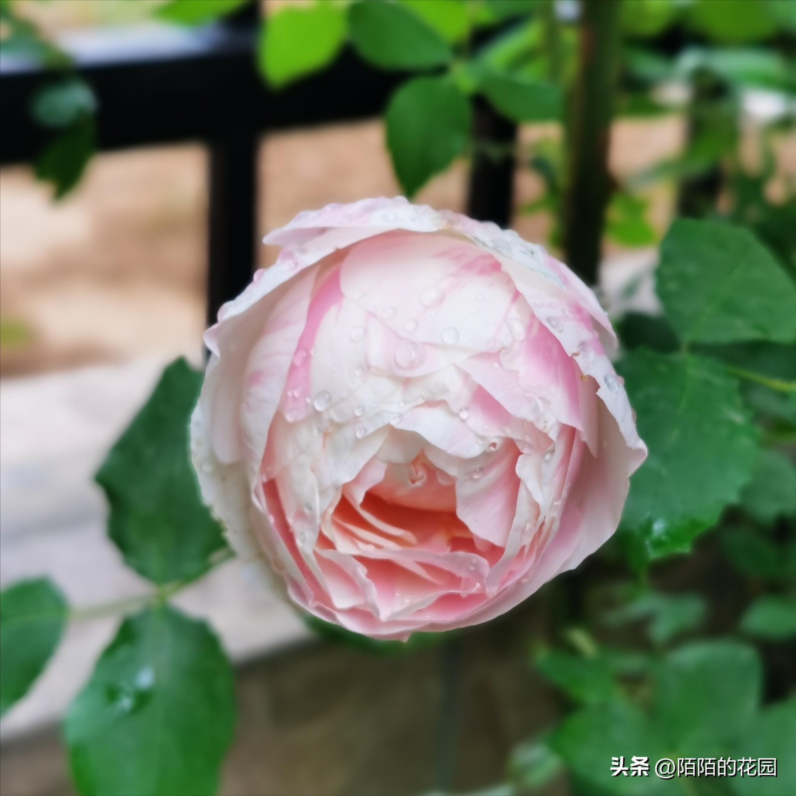 夏季浪漫月季怎么养殖,月季情书的养护