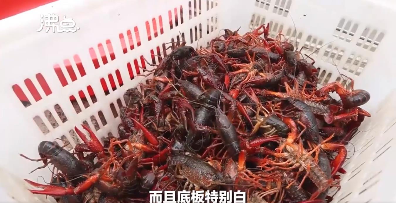 大学生回乡创业养殖小龙虾,大学生养草鱼致富一年卖100多万