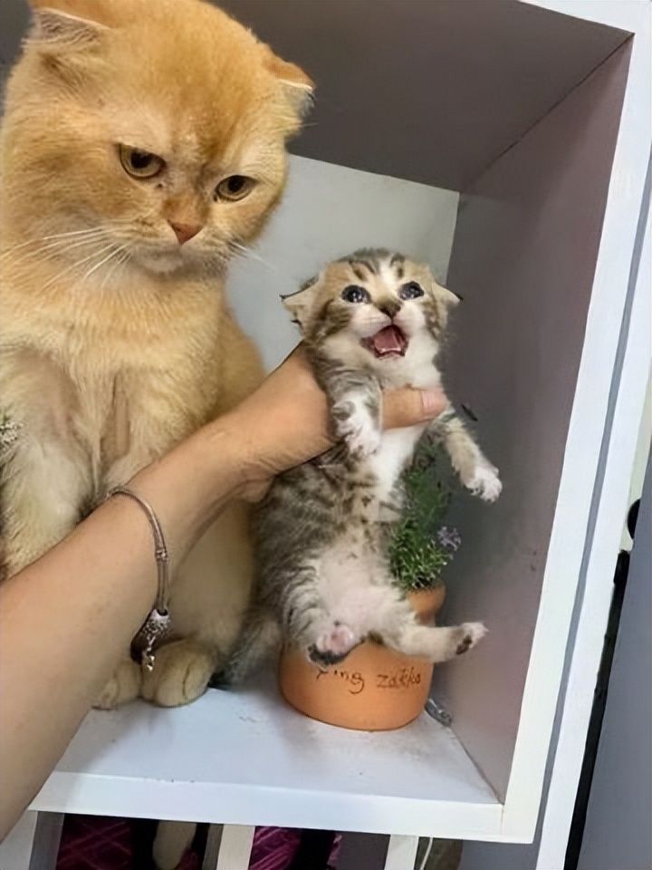 母猫为什么喜欢把小猫叼到猫砂盆,母猫为什么把小奶猫到处叼