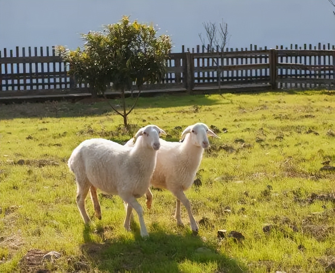 最近最火的羊哪个羊好吃,冬季吃羊哪家强