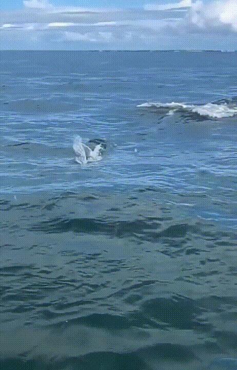 海底奇观欣赏,海底世界奇妙之旅图片