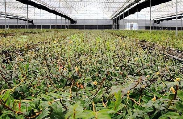 铁皮石斛种植方法和注意事项,种植铁皮石斛最好的方法