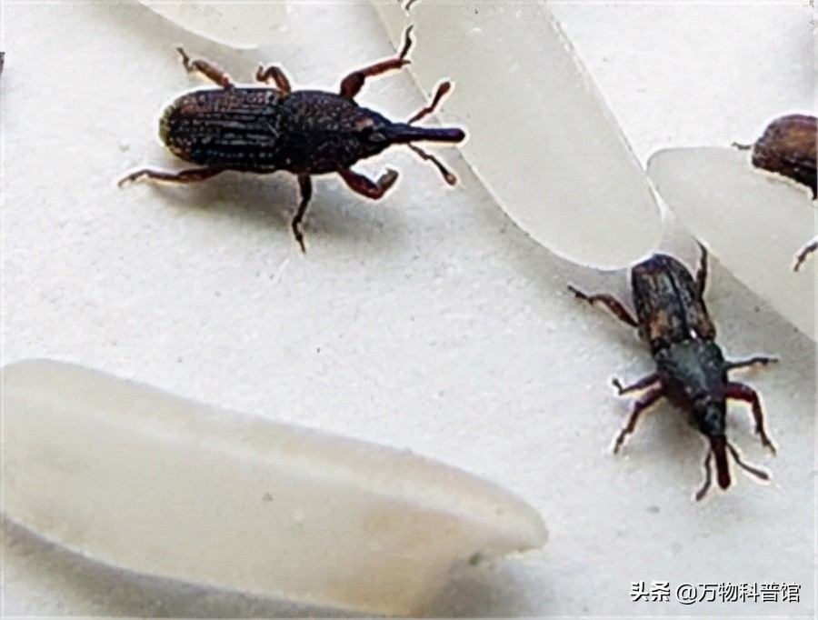 超市买的大米为什么煮不烂,为啥大米放超市里很久都不坏