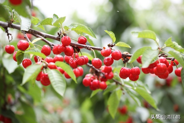 樱桃好吃树难栽完整故事,樱桃好吃树难栽家常版完整版