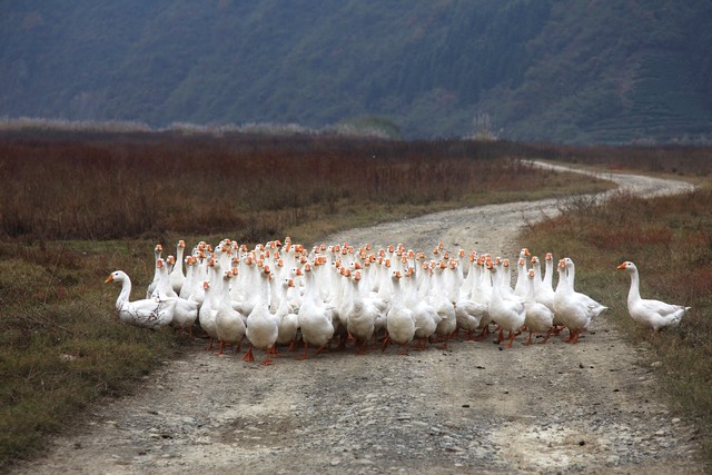 农村养殖最好养的项目是什么,40岁想回农村搞养殖不知养什么好