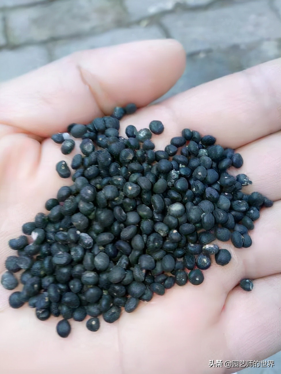 种植100万亩芦笋需育苗多少亩,带根芦笋怎么种植