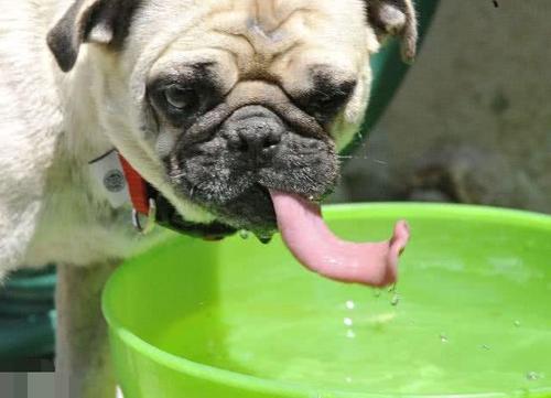 “舔尿道口”=“恶心”？主人你错了，看完赶紧重视起来