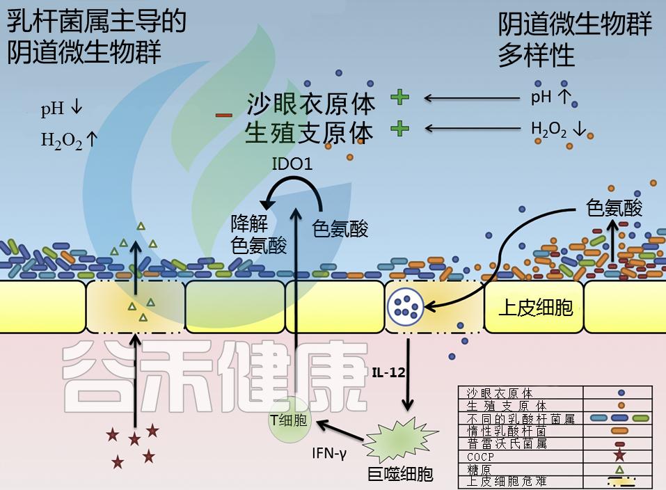 衣原体感染的症状和治疗方法,衣原体感染治疗为什么总是阳性