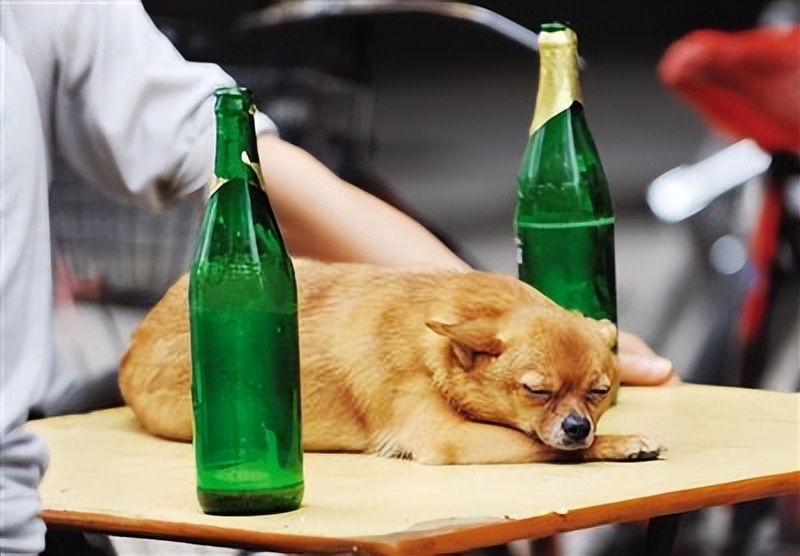 狗吃腊肠会拉肚子吗,狗吃香肠为什么会吐出白沫