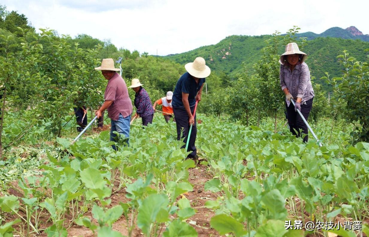 大豆上打啥药能让大豆高产,如何才能种出高产优质的大豆
