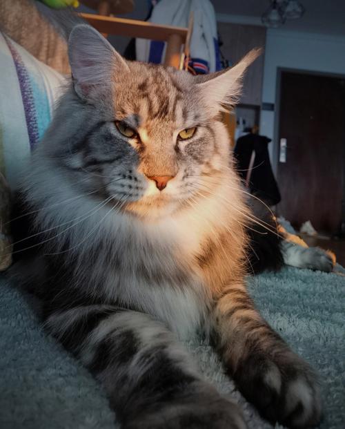 为什么那么多人养缅因猫,为什么很少人养缅因猫