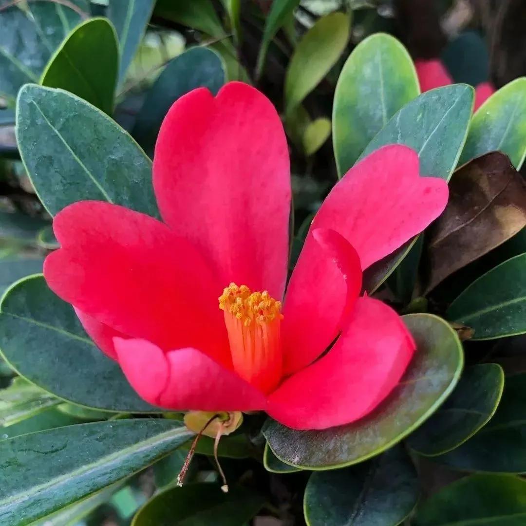 100种迷人的“数字花”,从零到一百万,真是太神奇了