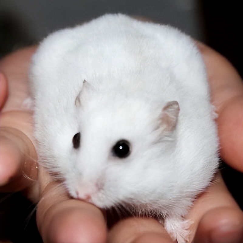 米熊仓鼠新手好养吗,新手怎么养仓鼠教程