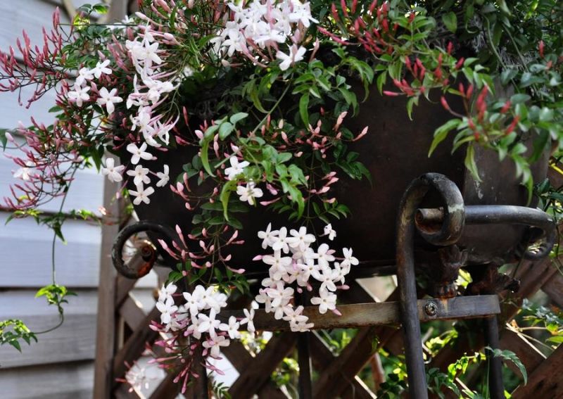 春游观赏的花有哪些,春天赏花什么花好看