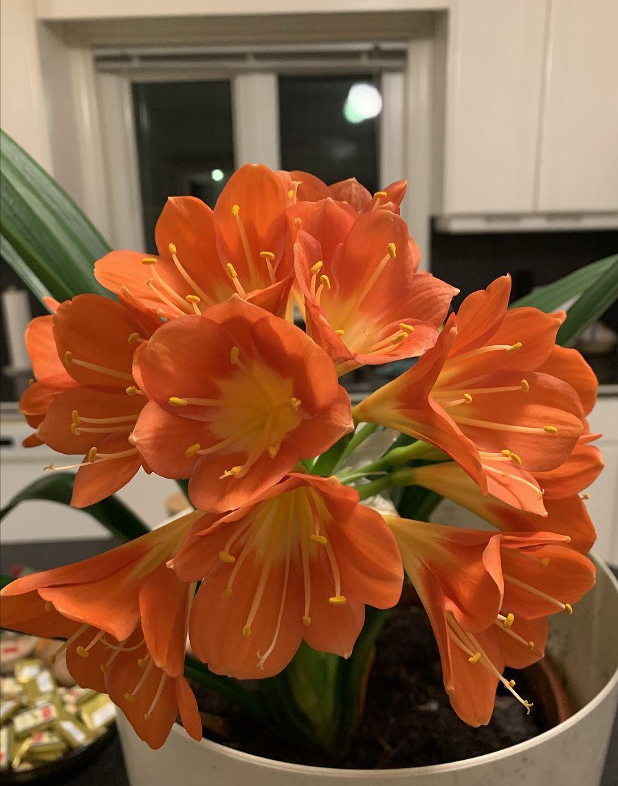 摆放客厅十种最旺气的花,家中客厅财位摆放什么最招财聚财