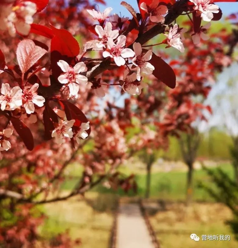 捞小河里的小蝌蚪,上海抓小蝌蚪的公园