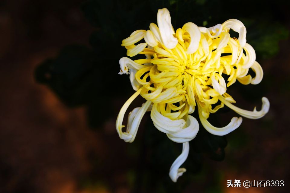 众战友深切缅怀晋国强政委——老将军一路走好！