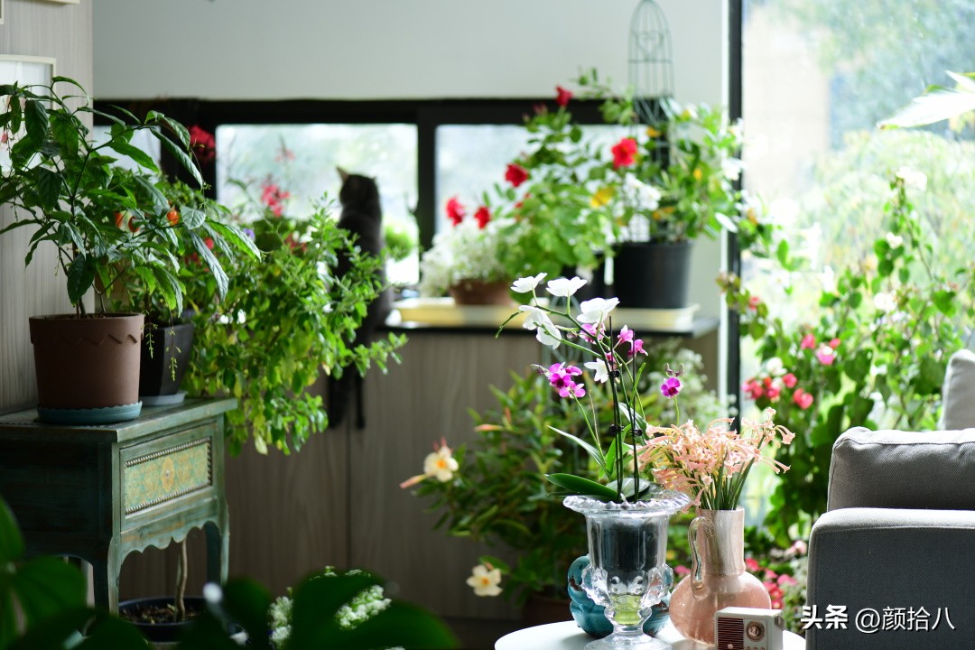 天冷怎么注意植物冻死,植物怕冷怎么过冬