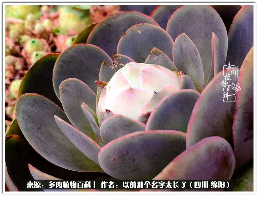 夏天山地玫瑰,小清新山地玫瑰