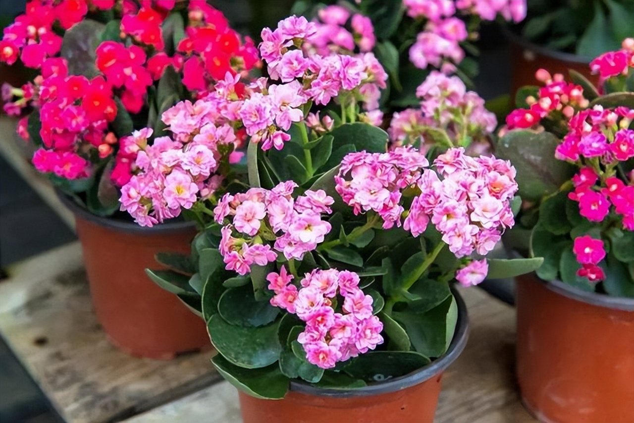 长寿花叶子小怎么处理,长寿花叶子小掉叶子是怎么回事