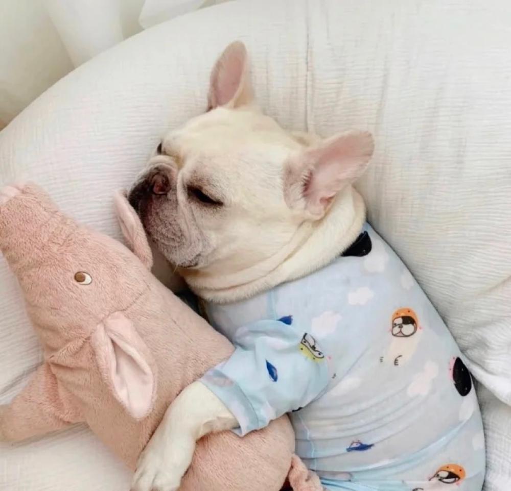 什么狗狗最适合有孩子的家庭养,最适合一般家庭养的5种狗狗