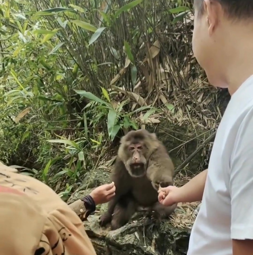 云南昭通发现金丝猴,野生金丝猴被人围观