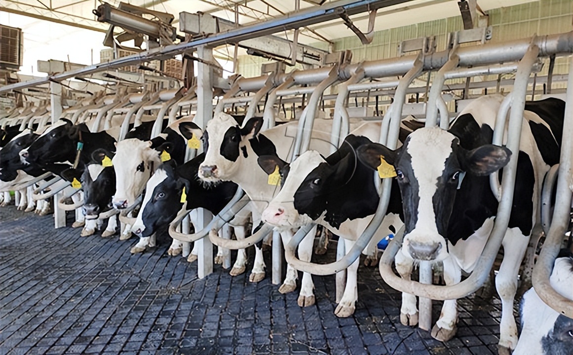 挤压豌豆作为有机高山农场奶牛饲料，为奶牛提供大豆蛋白是否可行