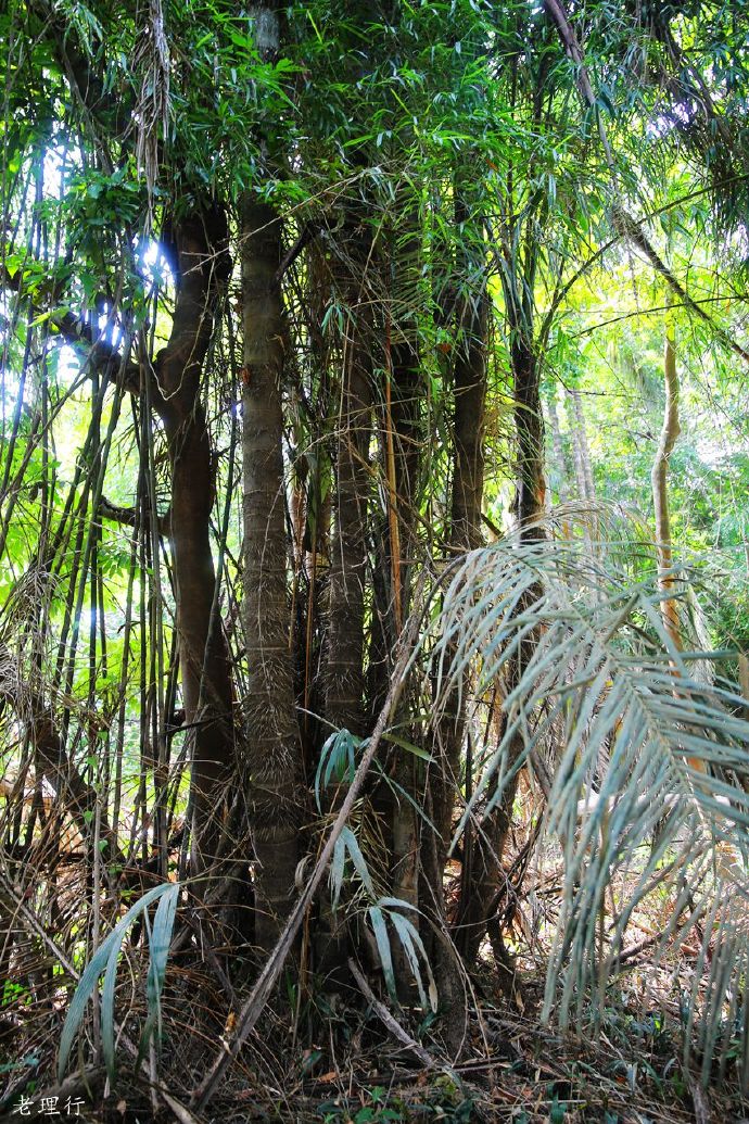 南美四国之旅,巴西亚马逊之行