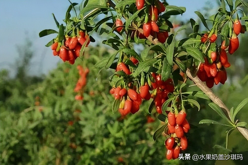 各省特产试吃视频介绍大全,全国各省的特产介绍图片版