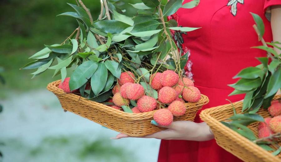 “荔”争上游，从化当“鲜”